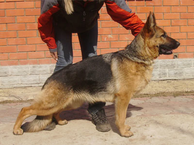 http://www.faerhund.ru/dogs/annet1.jpg